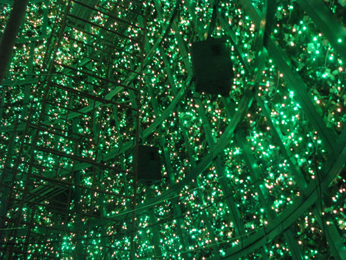 Inside the tree Inside the tree